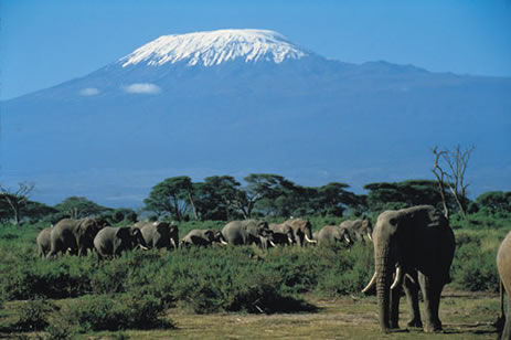 Amboseli National Park Elephants with Kilimanjaro Background.