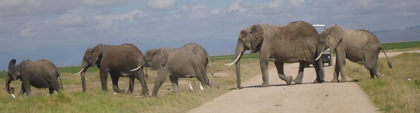 Wild n' Beaches Dreamliners Safaris